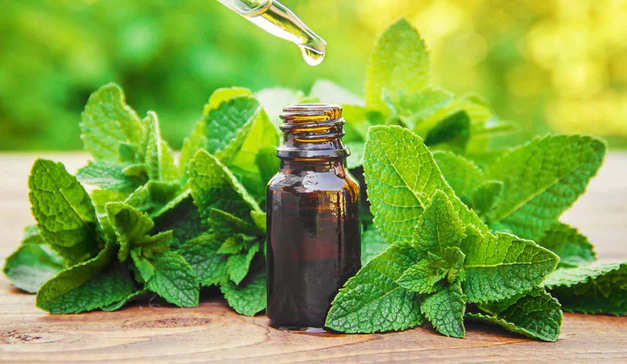 Is Peppermint Oil Safe for Dogs