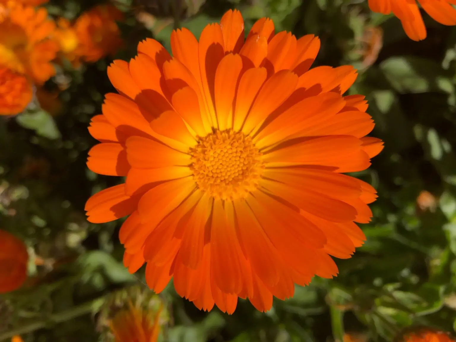 Calendula Uses, Benefits, Side Effects