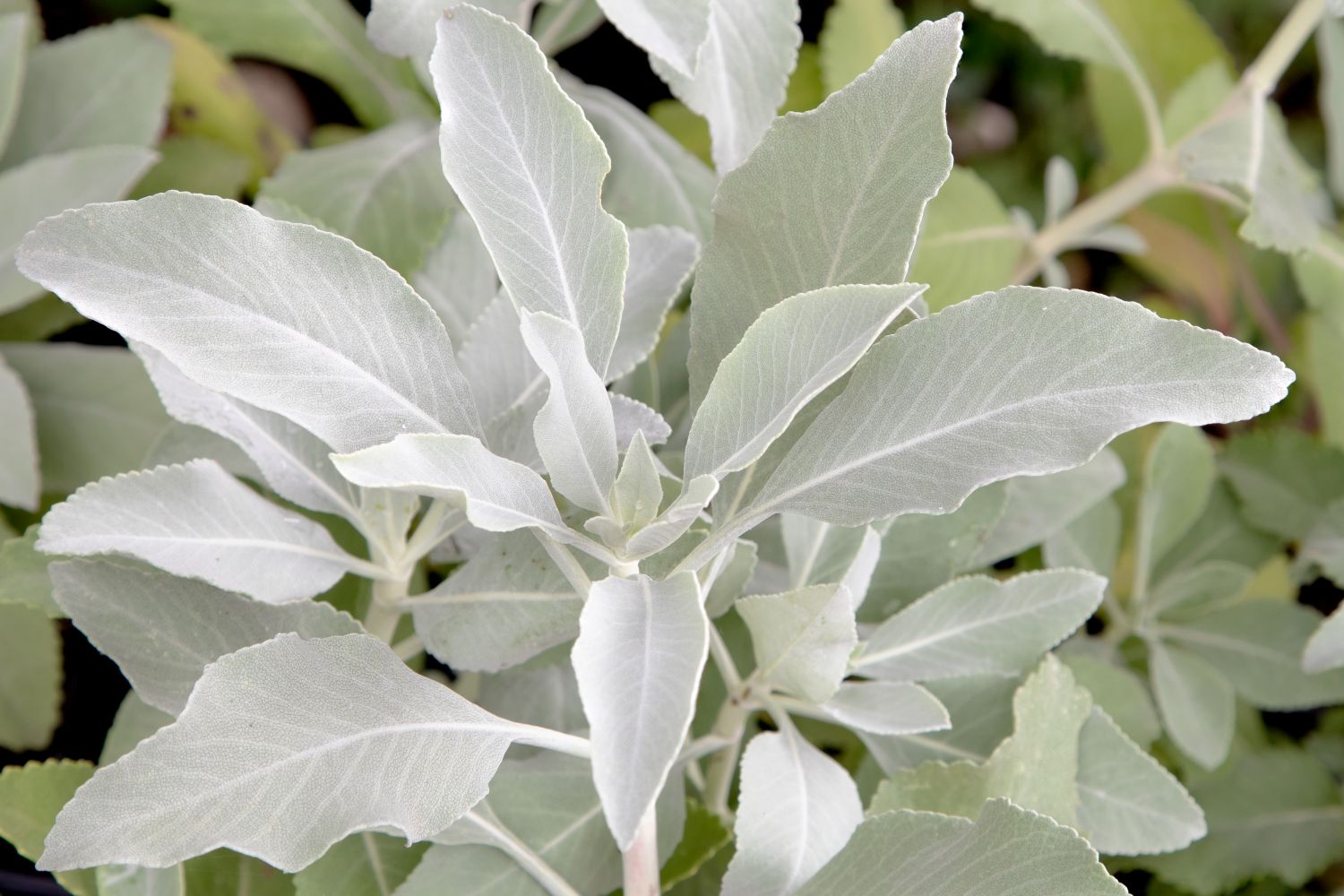 White Sage Multifaceted Herb Steeped in Tradition